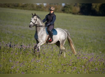 Trakehner, Giumenta, 8 Anni, 166 cm, Grigio