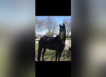 Trakehner, Giumenta, 8 Anni, 166 cm, Morello
