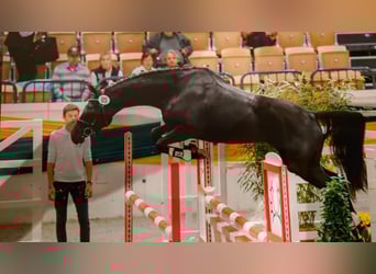 Trakehner, Giumenta, 8 Anni, 166 cm, Morello
