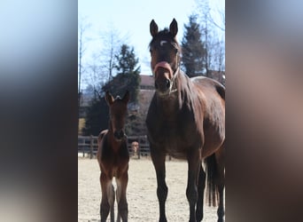 Trakehner, Giumenta, 8 Anni, 167 cm, Baio