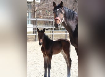 Trakehner, Giumenta, 8 Anni, 167 cm, Baio