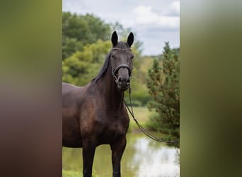 Trakehner, Giumenta, 8 Anni, 170 cm, Baio nero