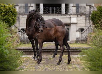 Trakehner, Giumenta, 8 Anni, 170 cm, Baio nero
