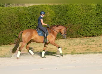 Trakehner, Giumenta, 8 Anni, 171 cm, Sauro