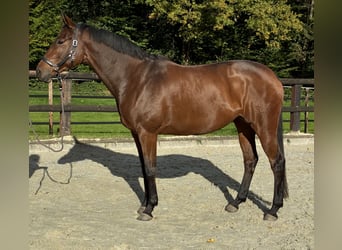 Trakehner, Giumenta, 8 Anni, 172 cm, Baio