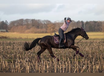 Trakehner, Giumenta, 9 Anni, 162 cm, Morello