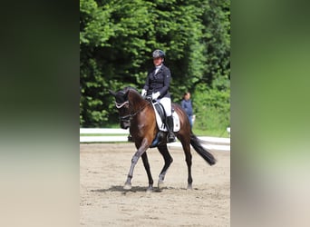 Trakehner, Giumenta, 9 Anni, 162 cm, Morello