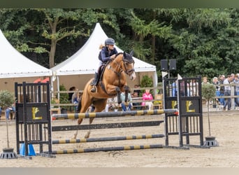 Trakehner, Giumenta, 9 Anni, 165 cm, Baio
