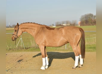 Trakehner, Giumenta, 9 Anni, 165 cm, Sauro