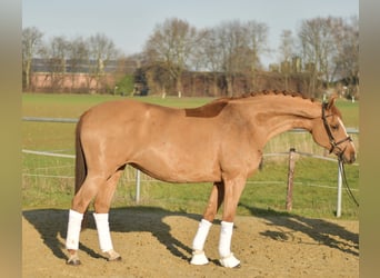 Trakehner, Giumenta, 9 Anni, 165 cm, Sauro