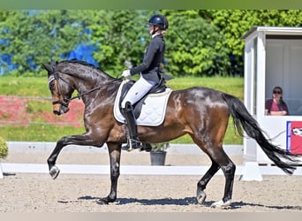 Trakehner, Giumenta, 9 Anni, 168 cm, Baio scuro