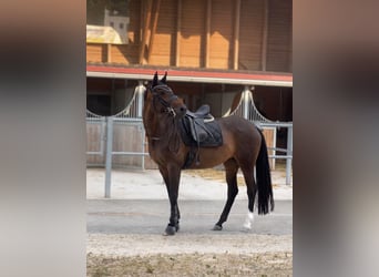 Trakehner, Giumenta, 9 Anni, 169 cm, Baio scuro