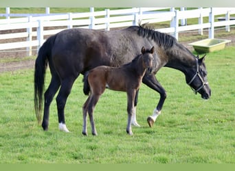 Trakehner, Giumenta, Puledri (04/2026), 164 cm, Baio nero