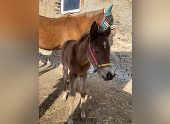 Trakehner, Giumenta, , 165 cm, Baio