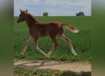 Trakehner, Giumenta, Puledri
 (03/2024), 165 cm, Sauro scuro