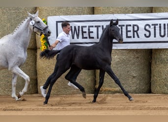 Trakehner, Giumenta, Puledri (05/2025), 169 cm, Morello