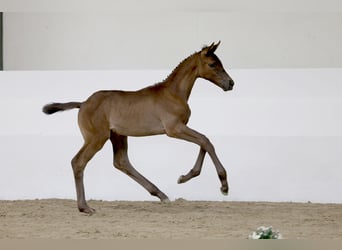 Trakehner, Giumenta, Puledri (04/2026), 170 cm, Baio nero