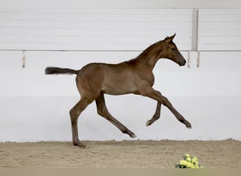 Trakehner, Giumenta, Puledri (04/2026), 170 cm, Baio nero