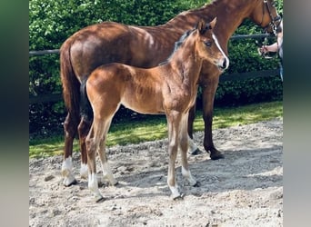 Trakehner, Giumenta, Puledri
 (04/2023), Baio