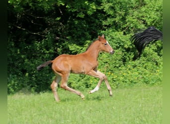 Trakehner, Giumenta, Puledri
 (04/2024), Baio