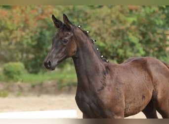 Trakehner, Giumenta, Puledri
 (06/2023), Baio nero