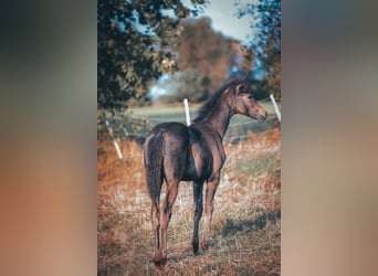Trakehner, Giumenta, Puledri (06/2026), Baio nero