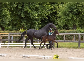 Trakehner, Giumenta, Puledri (04/2026), Baio nero