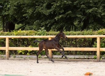 Trakehner, Giumenta, Puledri (04/2026), Baio nero