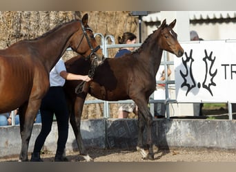 Trakehner, Giumenta, Puledri (04/2025), Baio scuro