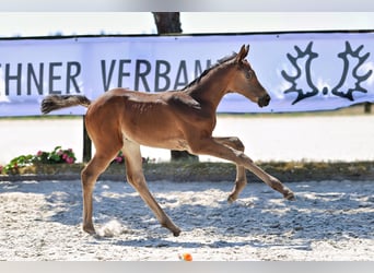 Trakehner, Giumenta, Puledri (06/2026), Baio scuro