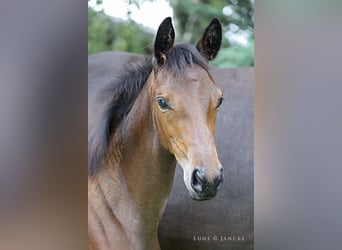 Trakehner, Giumenta, Puledri
 (05/2023), Baio scuro