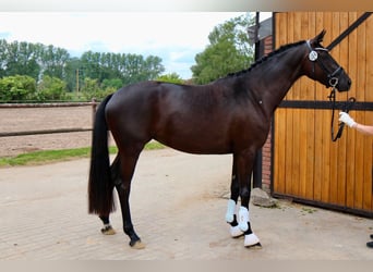 Trakehner, Giumenta, Puledri
 (05/2023), Baio scuro