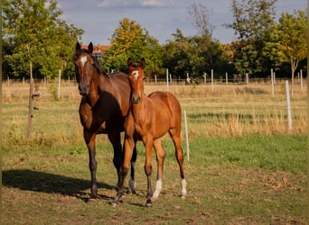 Trakehner, Giumenta, Puledri (04/2026), Baio scuro