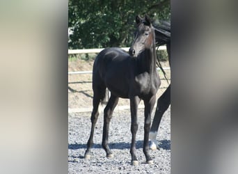 Trakehner, Giumenta, Puledri (03/2026)