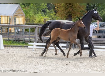 Trakehner, Giumenta, Puledri
 (05/2024)