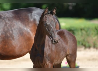 Trakehner, Giumenta, Puledri (04/2026)