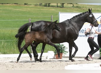 Trakehner, Giumenta, Puledri
 (05/2023), Grigio