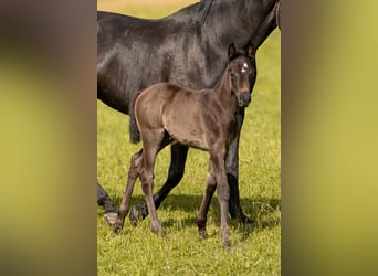 Trakehner, Giumenta, Puledri (05/2026), Morello