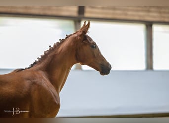 Trakehner, Giumenta, Puledri (03/2024), Sauro