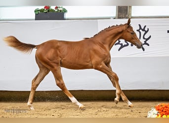 Trakehner, Giumenta, Puledri
 (03/2024), Sauro