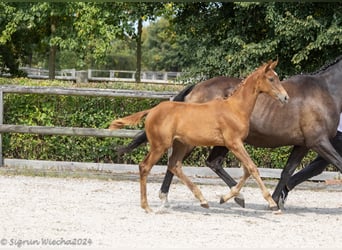 Trakehner, Giumenta, Puledri
 (05/2024), Sauro scuro