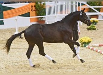 Trakehner, Hengst, 13 Jaar, 172 cm, Zwart