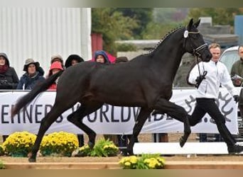 Trakehner, Hengst, 13 Jahre, 172 cm, Rappe