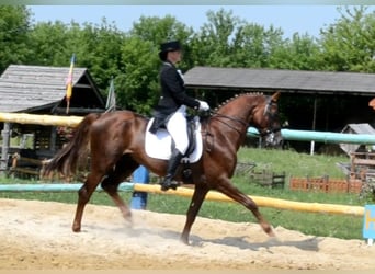 Trakehner, Hengst, 15 Jaar, 163 cm, Vos