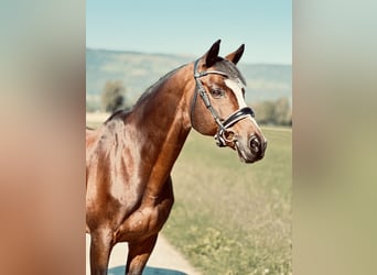 Trakehner, Hengst, 15 Jaar, 164 cm, Donkerbruin