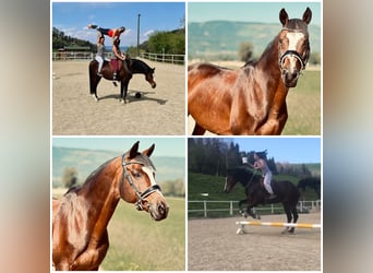 Trakehner, Hengst, 15 Jaar, 164 cm, Donkerbruin