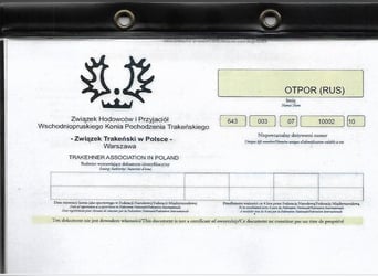 Trakehner, Hengst, 15 Jahre, 163 cm, Fuchs