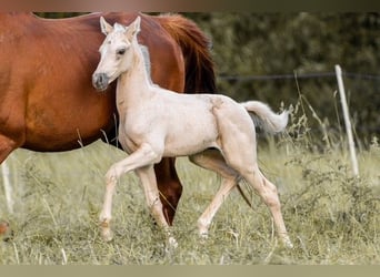 Trakehner, Hengst, 1 Jaar, 155 cm, Palomino