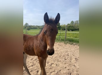 Trakehner, Hengst, 1 Jaar, 157 cm, Bruin