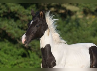 Trakehner, Hengst, 1 Jaar, 160 cm, Gevlekt-paard